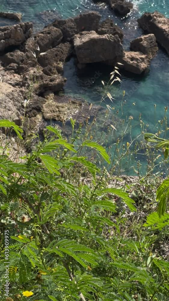 summer plants and beautiful seascape summer plants and beautiful seascape