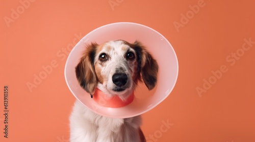 Portrait of cute dog wearing Elizabethan collar, protective plastic vet cone. Domestic animals health care banner with copy space. AI generative image. photo