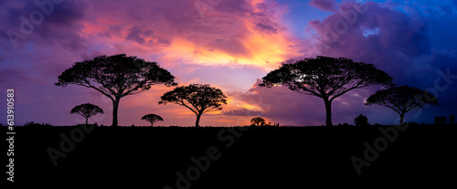 Panoramic tree silhouette in Africa with sunset, tree silhouette with sun Dark trees on open field, dramatic sunset, typical african sunset