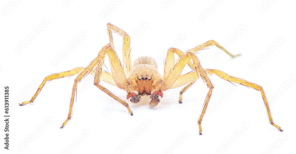 Cuban huntsman spider- Decaphora cubana - a small spider in the family Sparassidae. isolated on white background front face view Cuban huntsman spider- Decaphora cubana - a small spider in the family Sparassidae. isolated on white background front face view