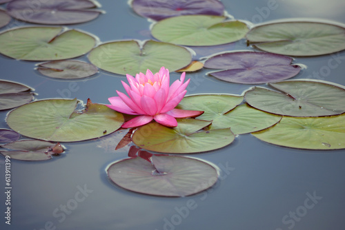 Closeup blooming water lilies or lotus flower, with reflecting on the water. Beautiful water plant with reflection in a pond.
