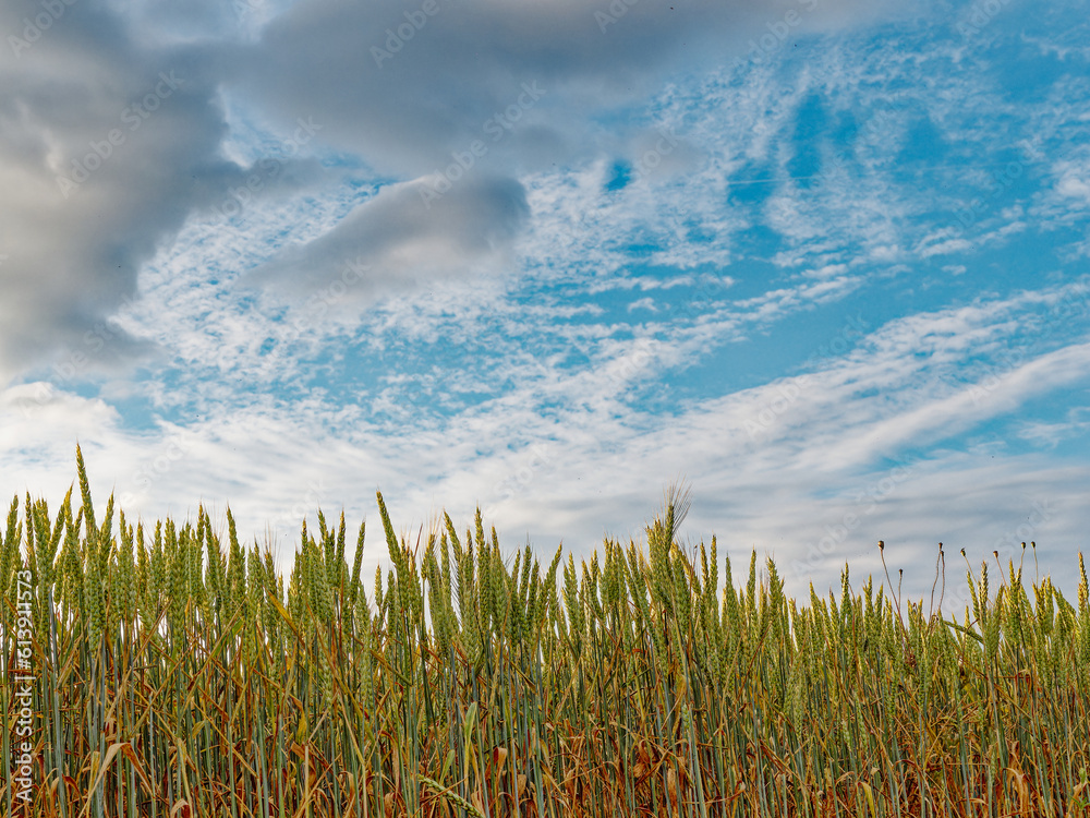 Obraz premium Edge of a wheat field against a morning blue sky with clouds