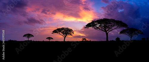 Fototapeta Naklejka Na Ścianę i Meble -  Panoramic tree silhouette in Africa with sunset, tree silhouette with sun Dark trees on open field, dramatic sunset, typical african sunset