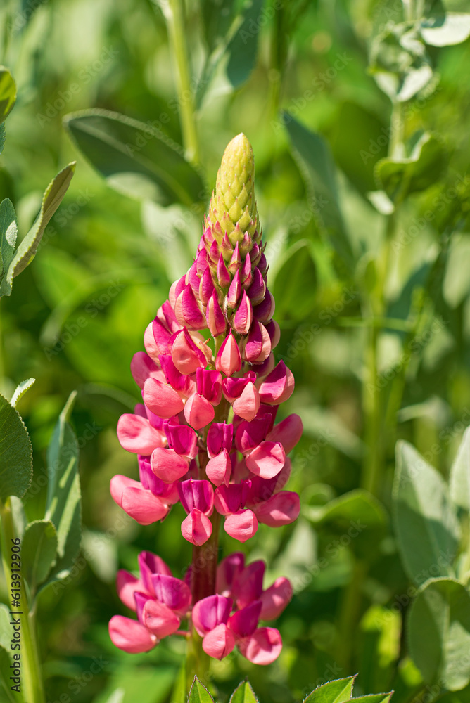 pink lupine in the organic garden pink lupine in the organic garden