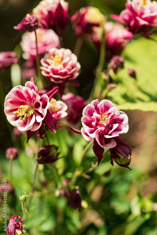 columbine flowers in the garden