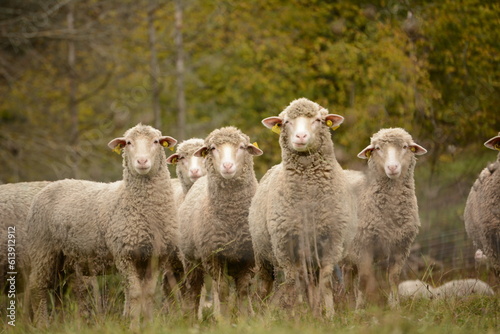 Billede på lærred Troupeau de moutons
