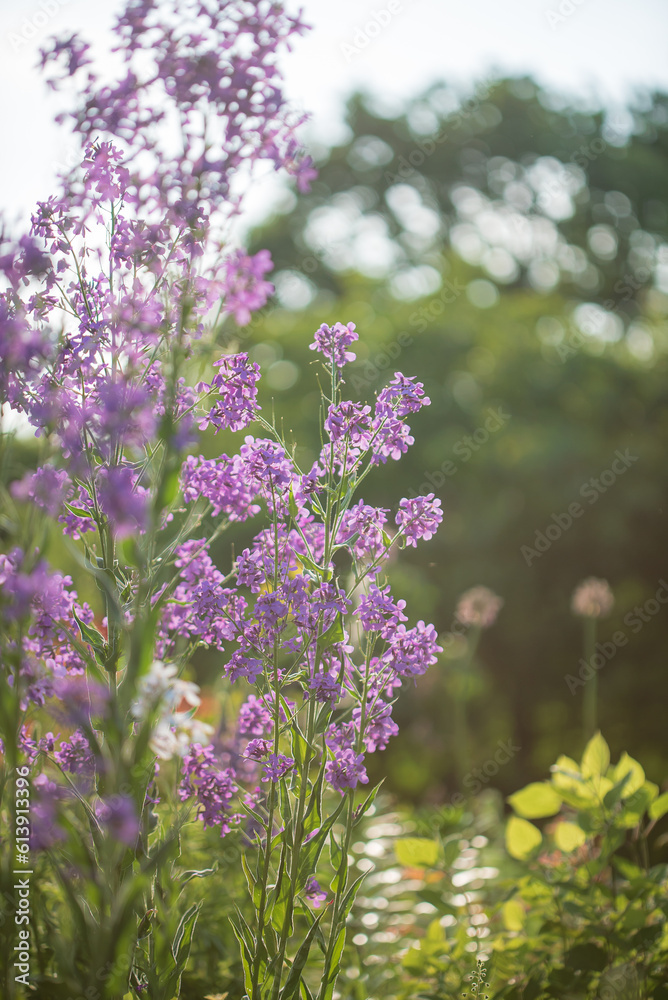 Obraz premium lunaria flowers in the garden