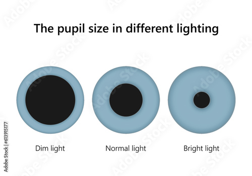 Human eye. The pupil size in different lighting.