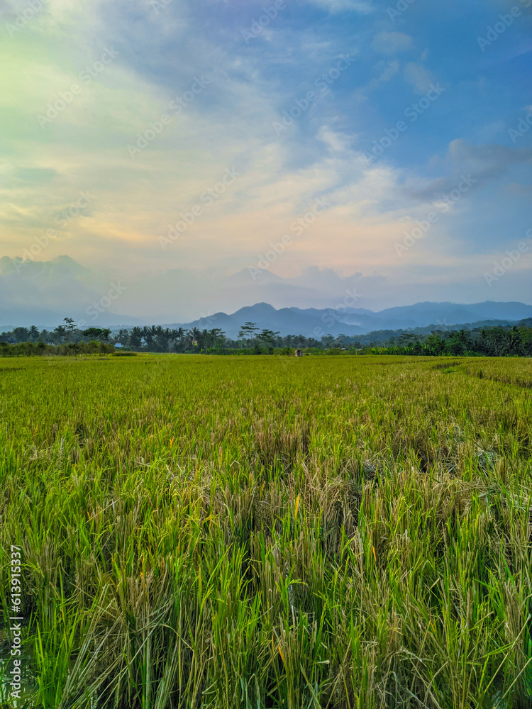 late afternoon rice farming field landscape.