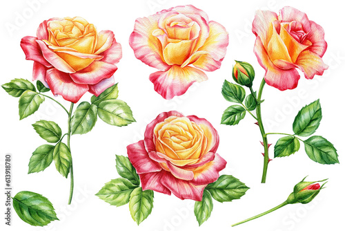 Roses set, Flower, bud and leaves elements for wedding invitations, birthdays, cards. Watercolor floral illustrations © Hanna