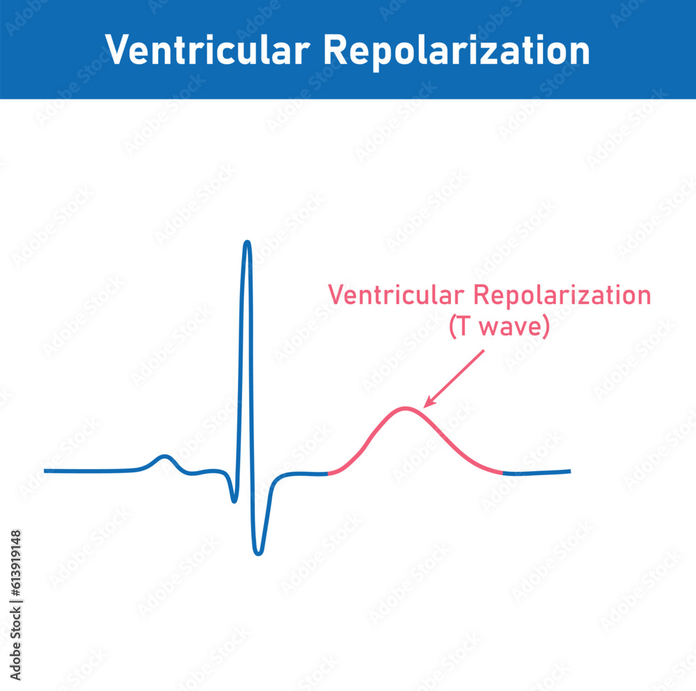 Ventricular repolarization, T wave. The QT interval of ECG. The cardiac ...