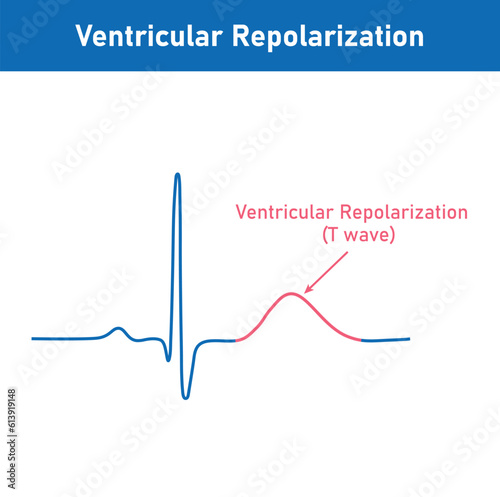 Ventricular repolarization, T wave. The QT interval of ECG. The cardiac cycle. ECG of a heart in normal sinus rhythm. Resources for teachers and students.