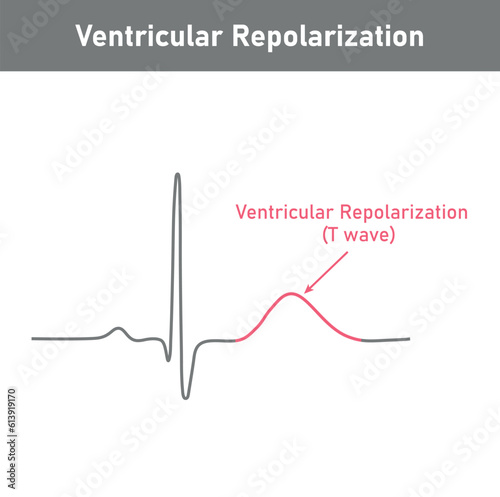 Ventricular repolarization, T wave. The QT interval of ECG. The cardiac cycle. ECG of a heart in normal sinus rhythm. Resources for teachers and students.