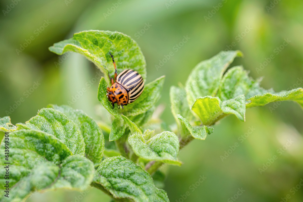 The Colorado potato beetle feast on potato leaves and plant damage The Colorado potato beetle feast on potato leaves and plant damage