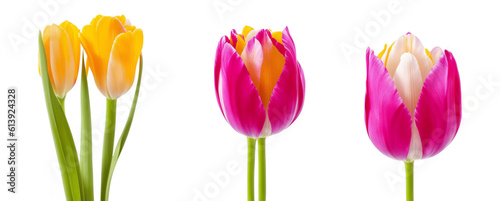 Collection of tulips flowers isolated on transparent background