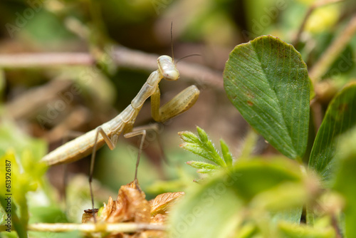A praying mantis in close-up