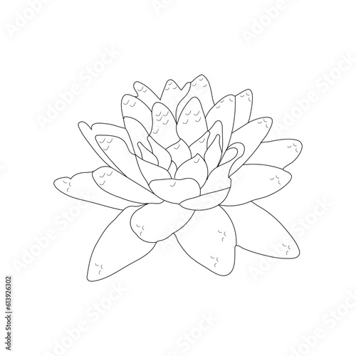 lily flower isolated on white