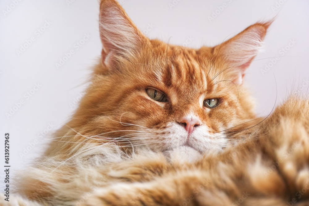 A portrait of a red Maine Coon cat lying on its side