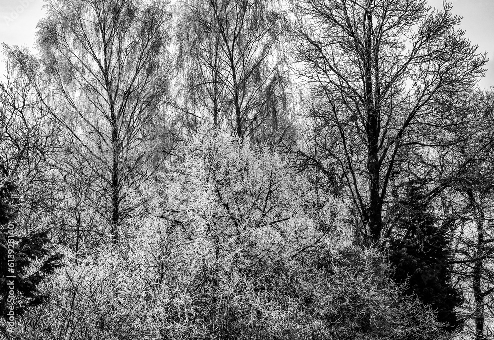 Trees on a frosty winters morning