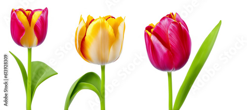 Panel kuchenny z motywem Collection of tulips flowers isolated on transparent background