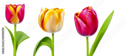 Panel kuchenny z motywem Collection of tulips flowers isolated on transparent background