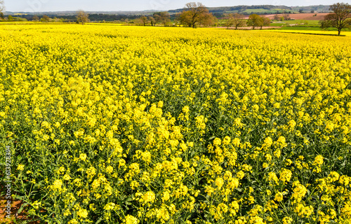 Yellow flowers of Oil Seed Rape plant