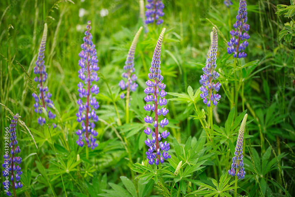 Large-leaved lupine (Lupinus polyphyllus) or big-leaved lupine, many-leaved lupine and blue-pod lupine still life. Purple blossoms on blurred green leafs background. Large-leaved lupine (Lupinus polyphyllus) or big-leaved lupine, many-leaved lupine and blue-pod lupine still life. Purple blossoms on blurred green leafs background.