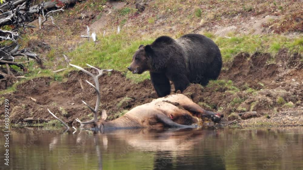 Grizzly Bear with a recently killed elk on the shore of the Yellowstone River in Yellowstone National Park, Wyoming.