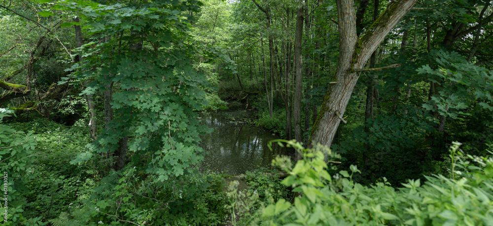 Landscape, view of the lake and the shore, green trees and water surface Landscape, view of the lake and the shore, green trees and water surface