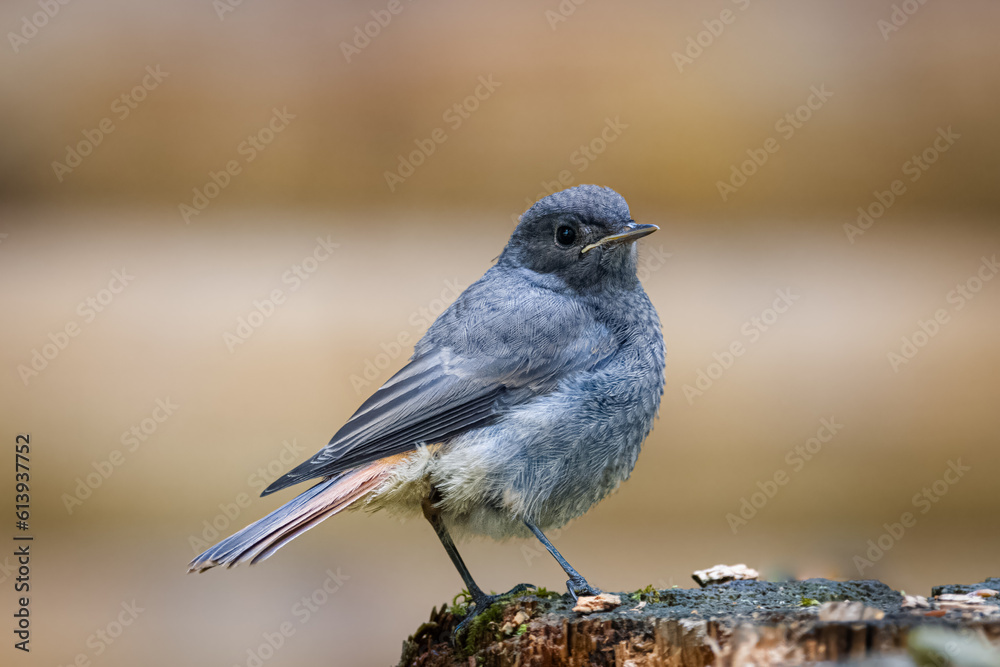 Obraz premium A young black redstart (Phoenicurus ochruros) sits on the wooden stump with brown background and copyspace. Close-up portrait of a young black redstart on a summer day.
