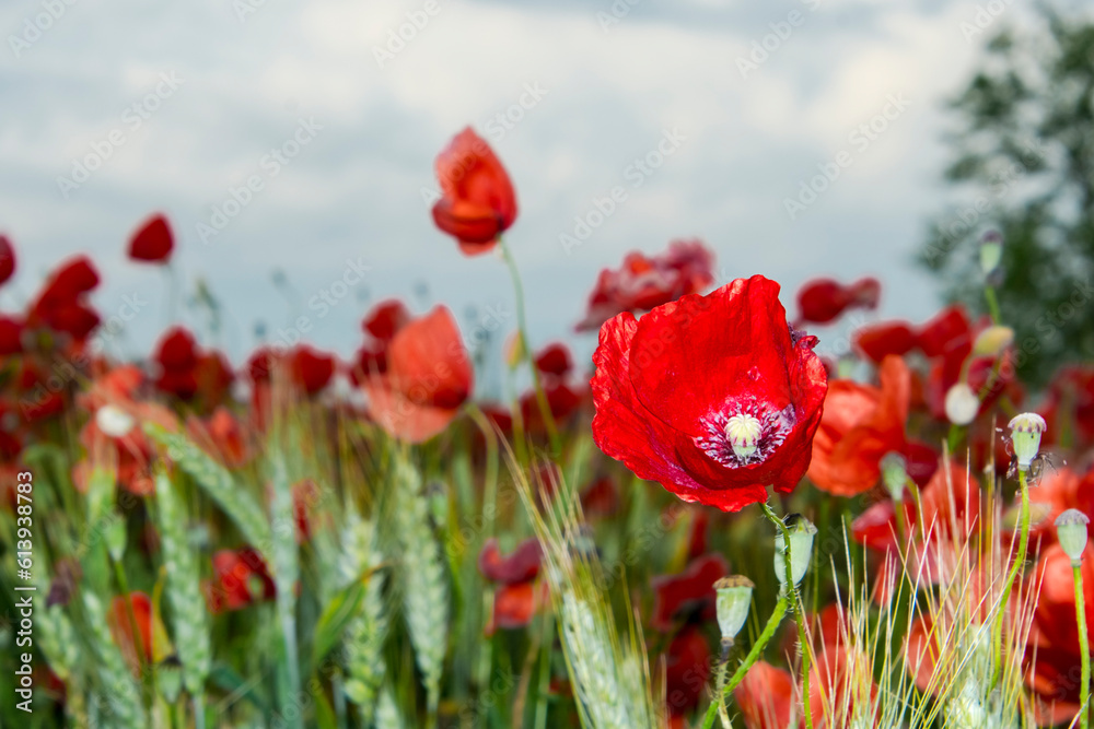 Field of red common poppy flowers in Szeged Field of red common poppy flowers in Szeged