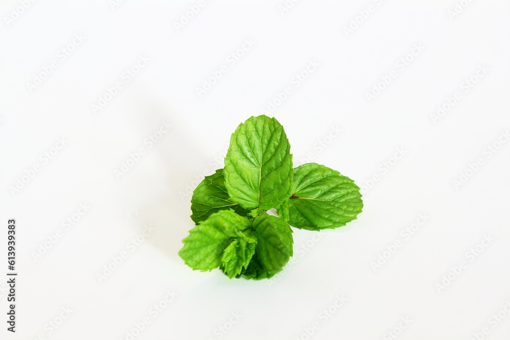 Fresh mint leaves herb isolated on white background with copy space
