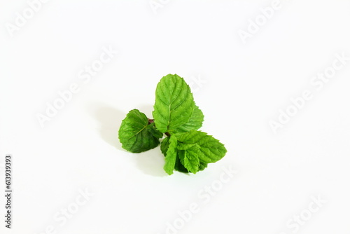 Fresh mint leaves herb isolated on white background with copy space