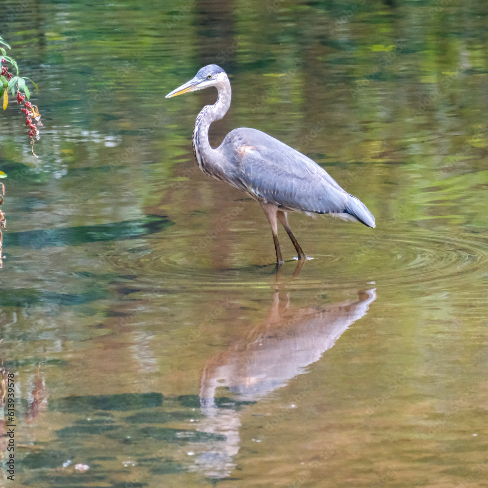Naklejka premium great blue heron