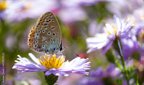 Aster flower with butterfly. Beautiful nature summer background.