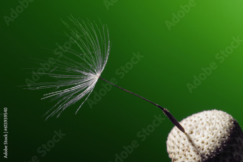  dandelion seeds on a green background