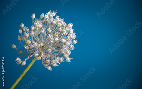 Quadro su tela Blooming Allium vineale (wild garlic, onion grass, crow garlic or stag's garlic)