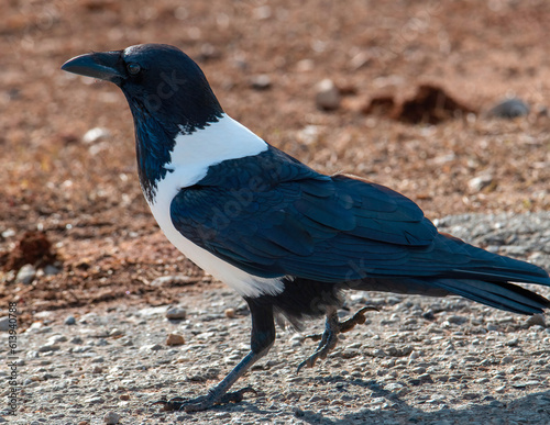 Strutting his stuff.  A brazen pied crow (Corvus albus) struts along a gravel road in Addo Elephant National Park, Eastern Cape, South Africa. photo