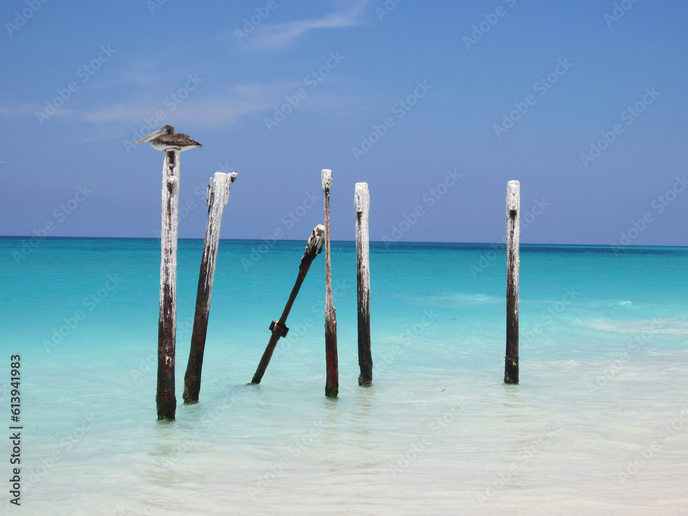 Pelican in the azure sea