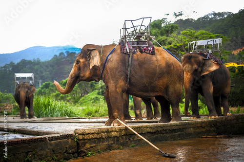 working agricultural elephant with back passenger structure