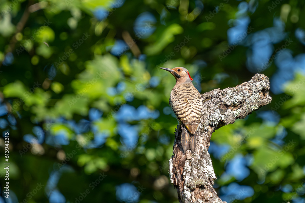 An adult male Northern Flicker An adult male Northern Flicker