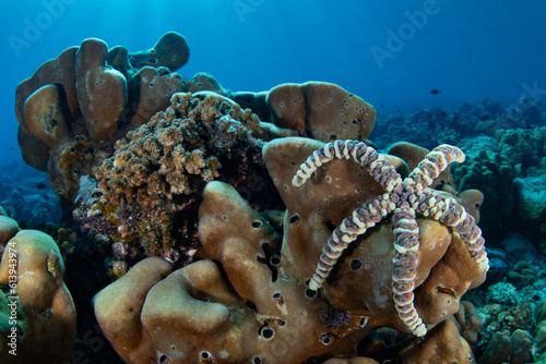 A warty sea star clings to a coral reef in Komodo National Park, Indonesia. This tropical region in the Lesser Sunda Islands is known for its high marine biodiversity.