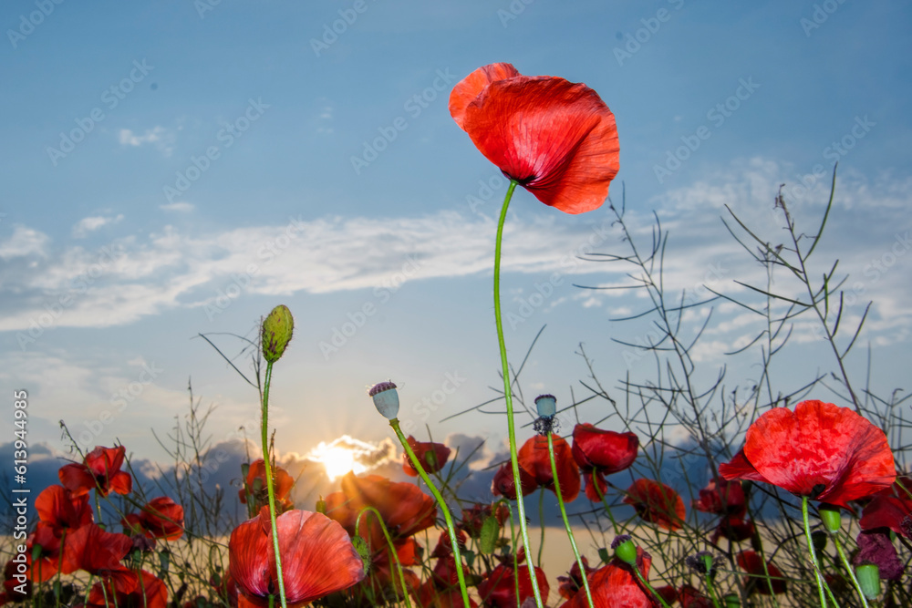 Fototapeta premium Field of red common poppy flowers in Szeged