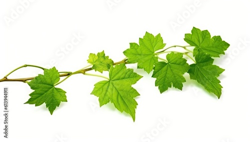 green_vine_leaf_against_white_background