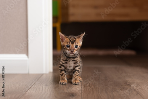 A month-old brown Bengal kitten walks on a wooden floor. Home leopard