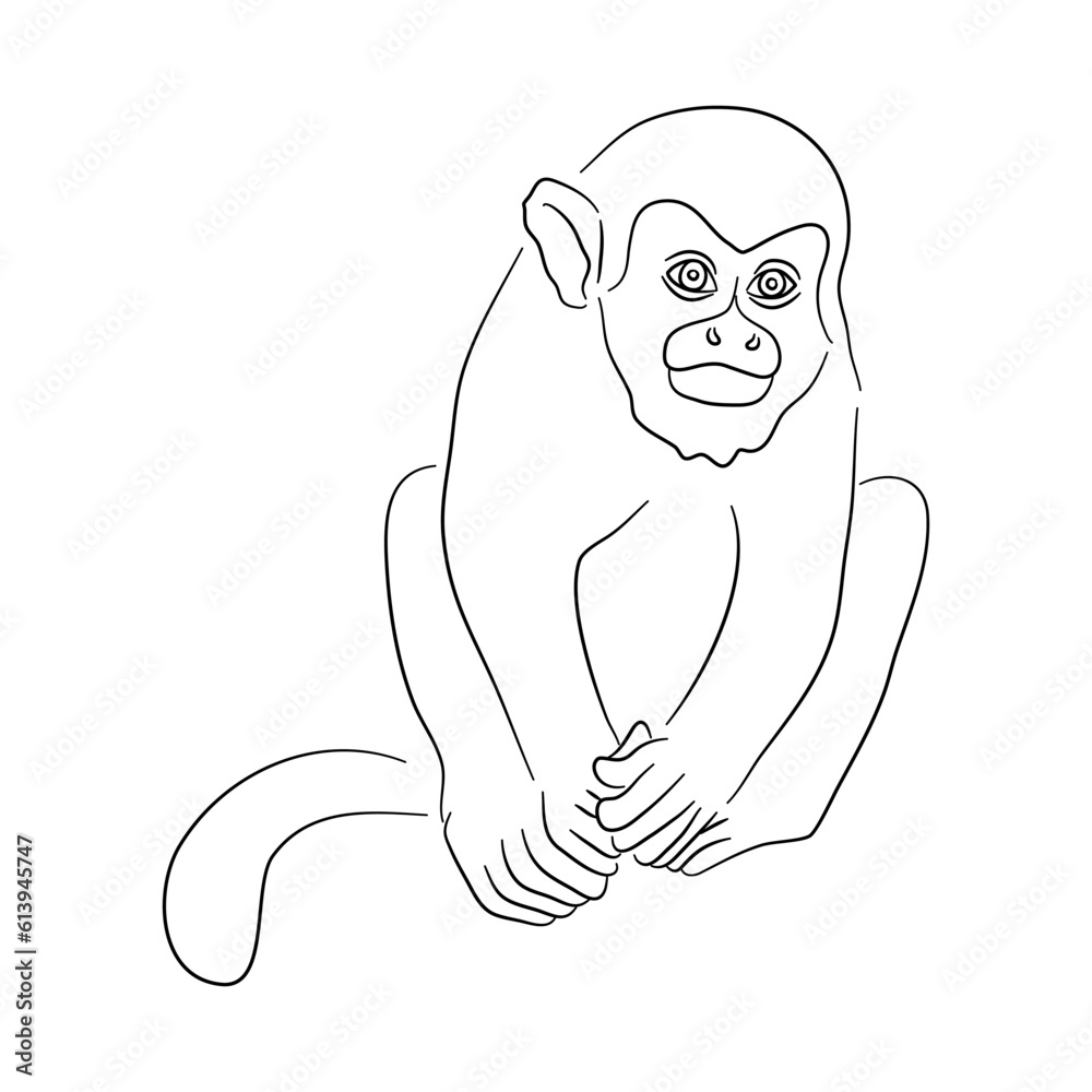 Fototapeta premium Hand-drawn Squirrel monkey. Sketch vector illustration.