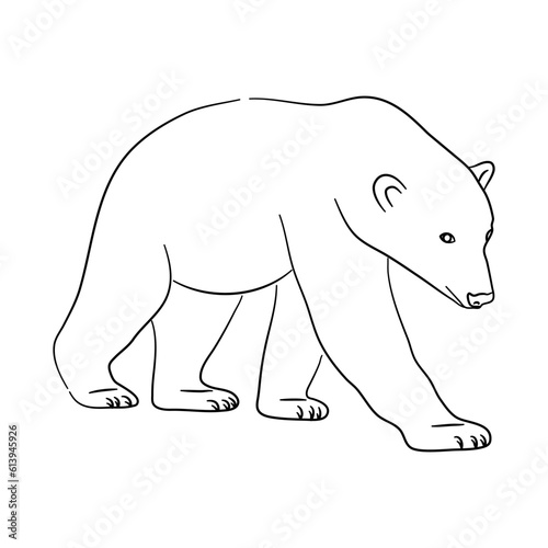 Hand-drawn Polar Bear. Sketch vector illustration.