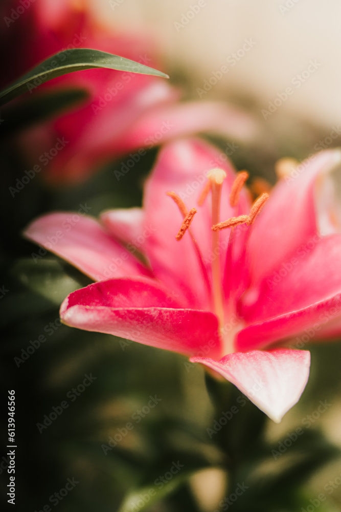Fototapeta premium pink lily closeup