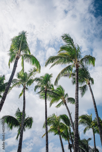 View of the Silhouette of Palm trees on a beautiful blue day with puffy clouds on the island of Kauai, Hawaii