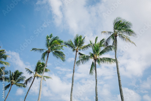 View of the Silhouette of Palm trees on a beautiful blue day with puffy clouds on the island of Kauai, Hawaii